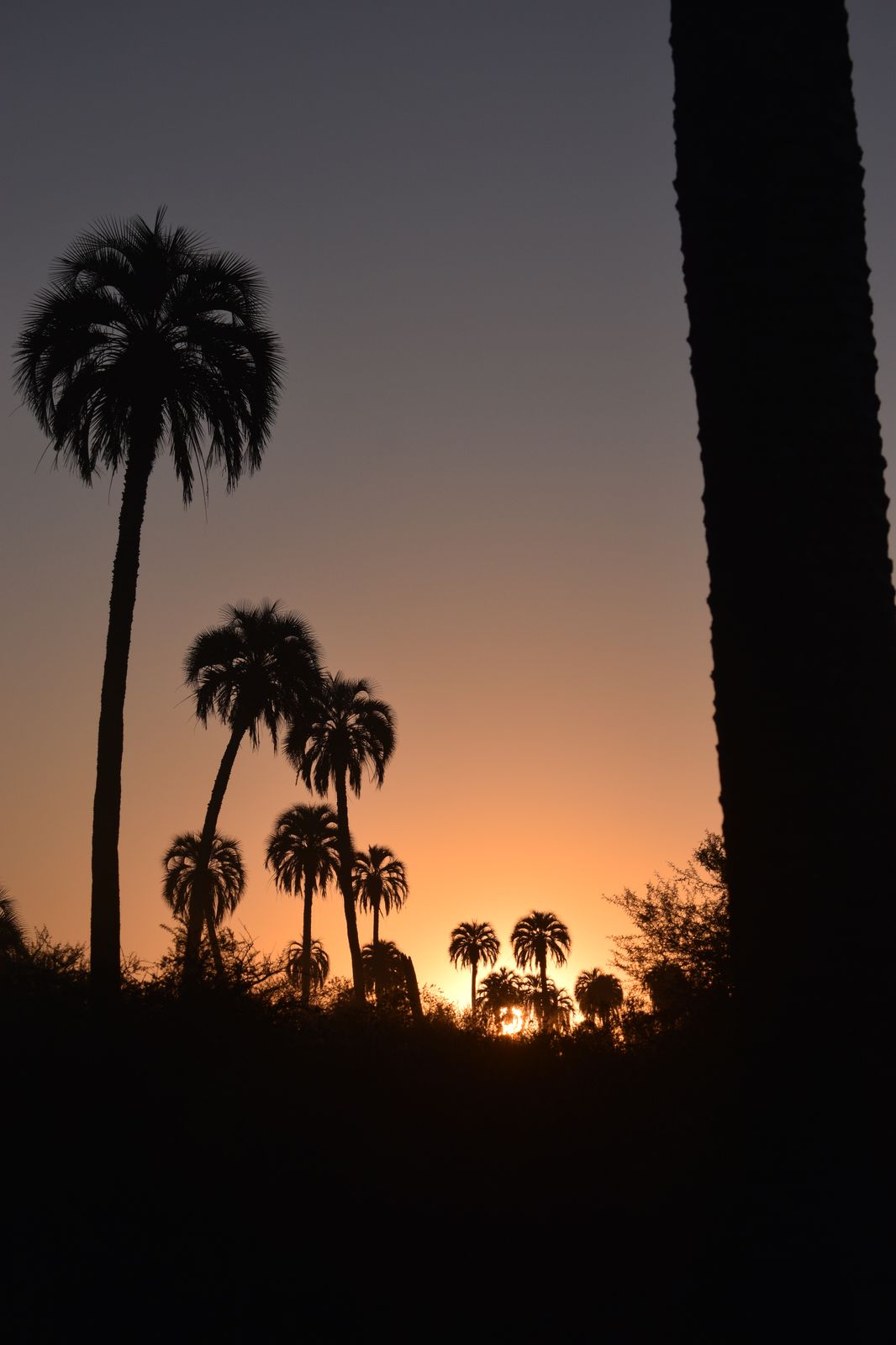 Atardecer en el Parque Nacional El Palmar